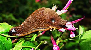 slug